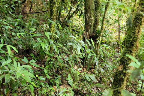 CAMINHO DO OURO - Guided tour Atlantic Forest, Waterfalls, Stories.