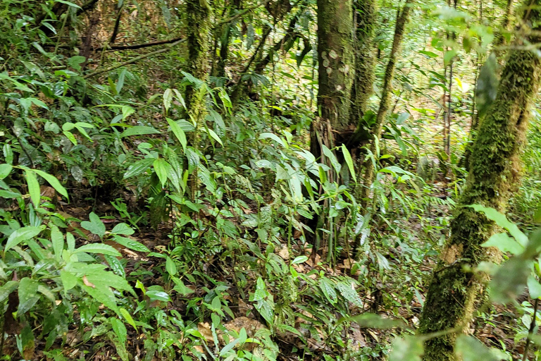 CAMINHO DO OURO - Guided tour Atlantic Forest, Waterfalls, Stories.