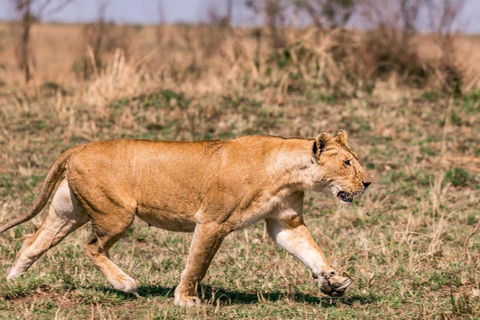 De Nairobi Safari: 4 dias em Maasai Mara e Lago Nakuru