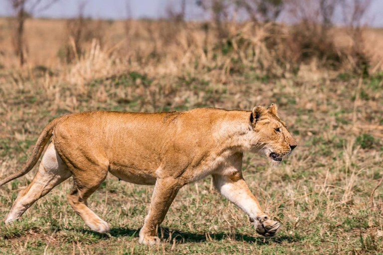 From Nairobi Safari: 4-Day Maasai Mara and Lake Nakuru