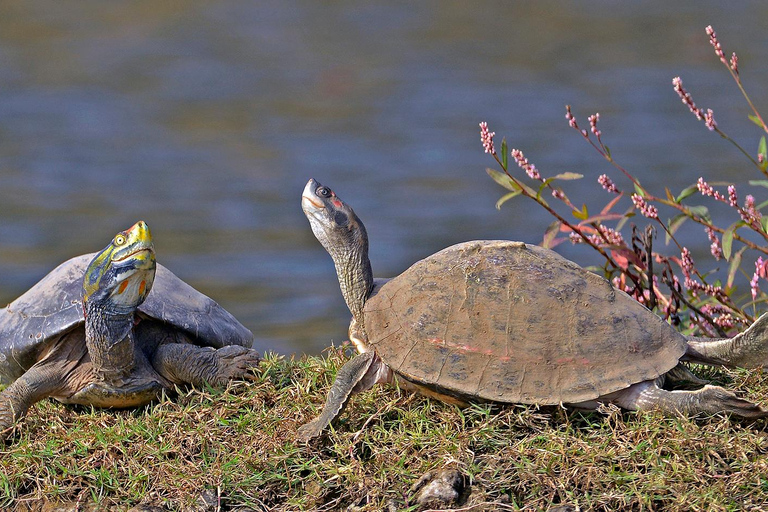 Von Delhi aus: Private Chambal River SafariTransport und Guide Service