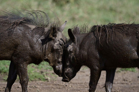 Nairobi: Lake Nakuru National Park and Lake Naivasha Tour