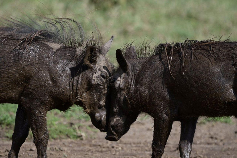 Nairobi: Lake Nakuru National Park and Lake Naivasha Tour