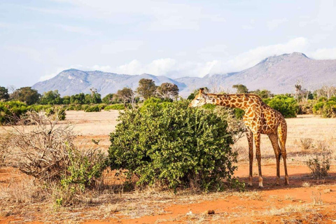 Mombasa : Safari de 3 jours à Amboseli et Tsavo West