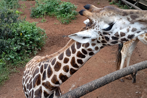 Nairobi: Dagstur till Elefantreservatet och Giraffcentret