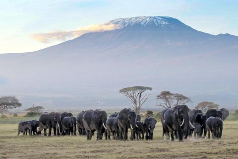 9 jours Maasai Mara, Nakuru, Naivasha, Amboseli, Tsavo-safari