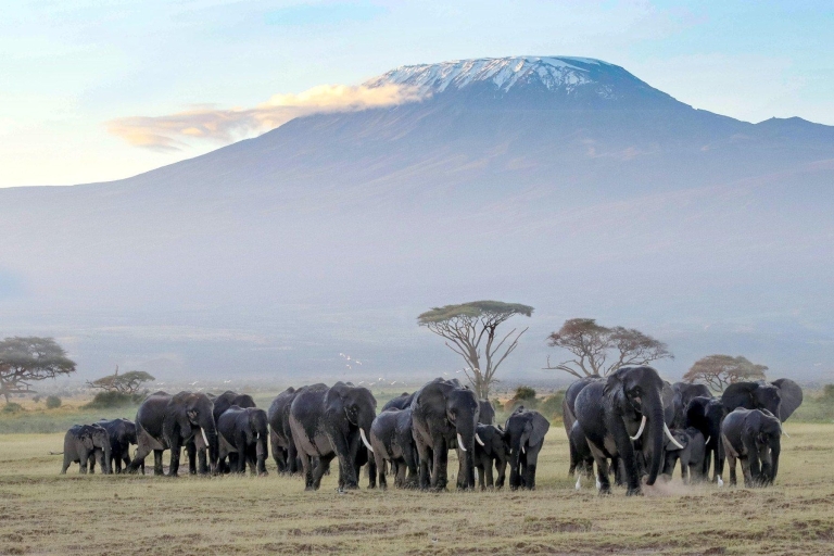 9-Days Maasai Mara, Nakuru,Naivasha,Amboseli,Tsavo-safari