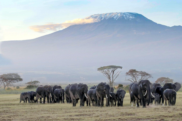 7-dniowa wycieczka do Amboseli, Tsavo i safari na plaży Diani