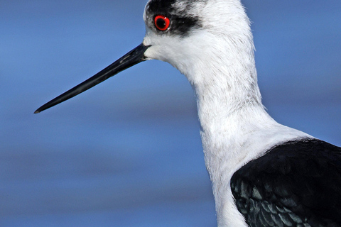 Camargue: Electric Safari with Guide in a private reserve