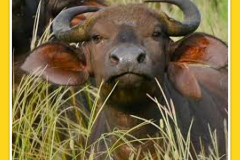 Addis Abeba: 7-dniowa wycieczka do parków narodowych Chebera i Maze