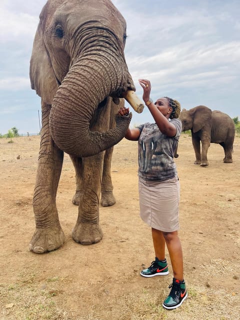 Victoria falls: Elephant, cheetah and lion experience tour | GetYourGuide