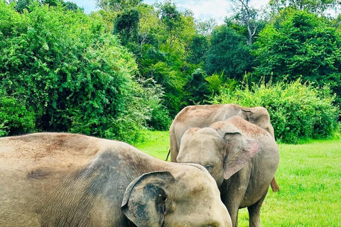 Minneriya Elephant Safari with Expert Local Driver-Guide