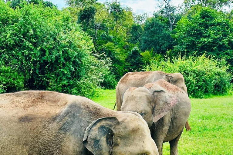 Minneriya Elephant Safari with Expert Local Driver-Guide