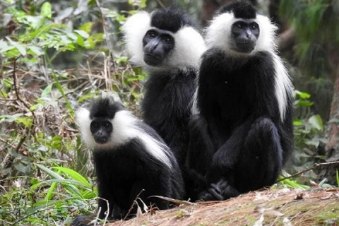 Desde Kigali: Excursión de 2 días al Parque Nacional de Nyungwe con Chimpancés