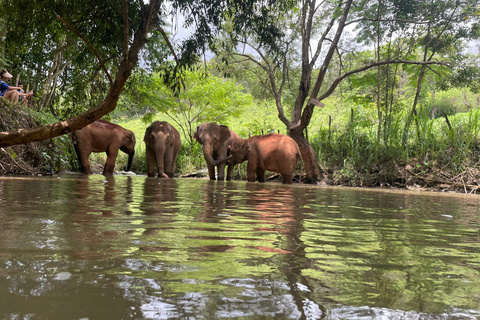 Chiang Mai: Santuario del Proyecto Sueño del Elefante - Día completo