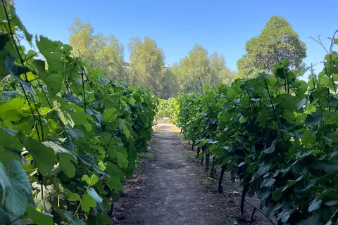 VISITA À CIDADE DE SANTIAGO + VINHA CONCHA Y TORO DIA INTEIRO SANTIAGO