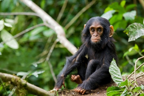 3 días de rastreo de chimpancés en Uganda