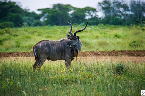 Place of Wonder: Isimangaliso Wetland Park - Safari DrivesSunrise or Sunset Isimangaliso Wetland Park Safari Drives