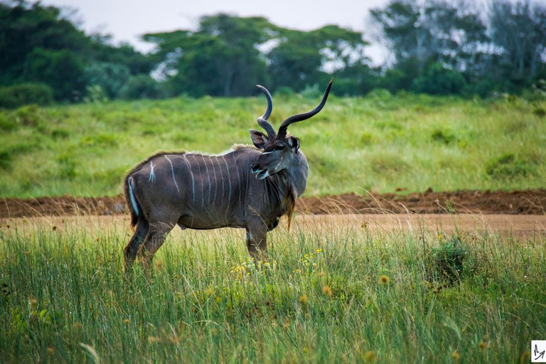 Place of Wonder: Isimangaliso Wetland Park - Safari DrivesSunrise or Sunset Isimangaliso Wetland Park Safari Drives