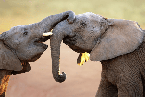 2-Day Sabi Sands Big Five Safari from Johannesburg