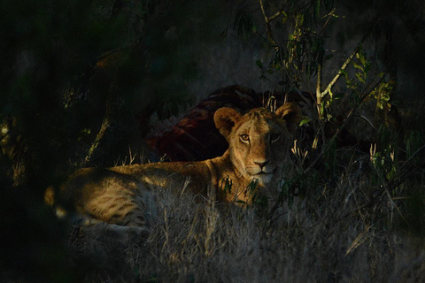 Safari de 5 dias em grupo Tarangire, Serengeti, Ngorongoro, Manyara