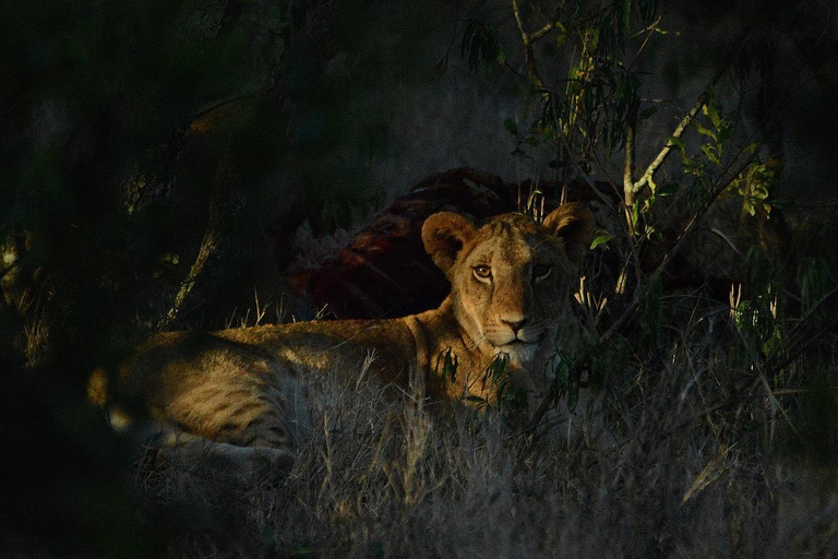 Safari de groupe de 5 jours Tarangire, Serengeti, Ngorongoro, Manyara