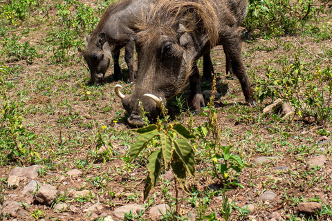 Tarangire Day Safari: Private 4x4 Suzuki Vitara Experience