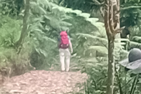 Queen Crater Hike on Halimun Salak Mountain National Park
