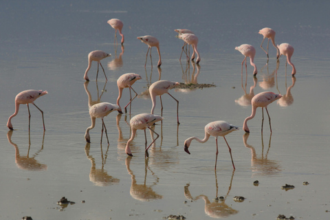 Nairobi: 7-Day Safari Tour with Game Drives and Lodging