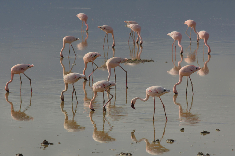 Nairobi: 7-Day Safari Tour with Game Drives and Lodging
