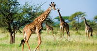 6 jours de luxe Lodge Safari - Housity