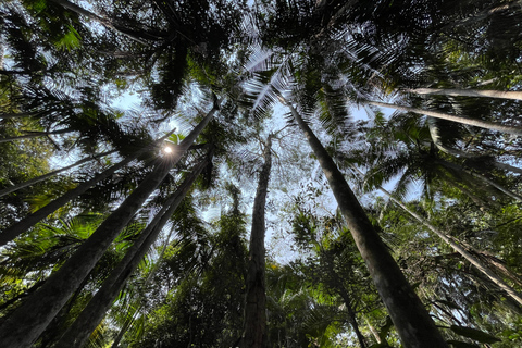 圣保罗：植物园与生物学家导览游（周末）生物学家带你游览圣保罗植物园