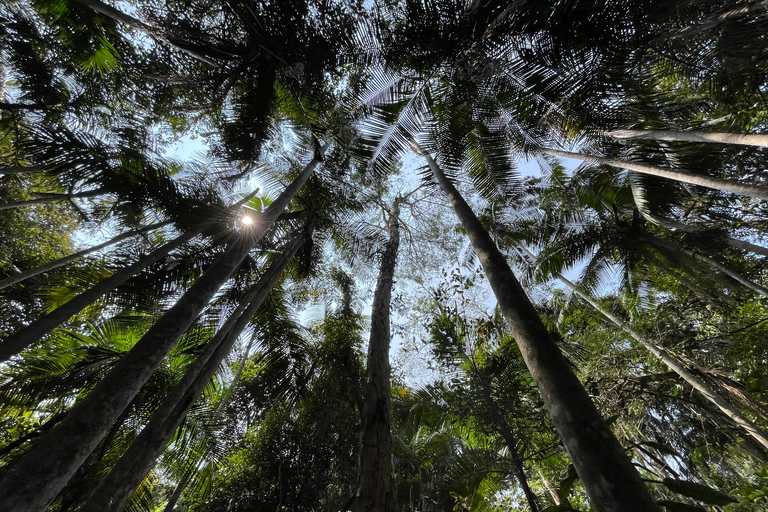 圣保罗：植物园与生物学家导览游（周末）生物学家带你游览圣保罗植物园