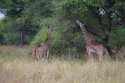 Arusha: Tarangire National Park Day Safari Joining Safari (1-2 People)
