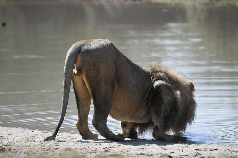 Safari por el Parque Nacional de Nairobi