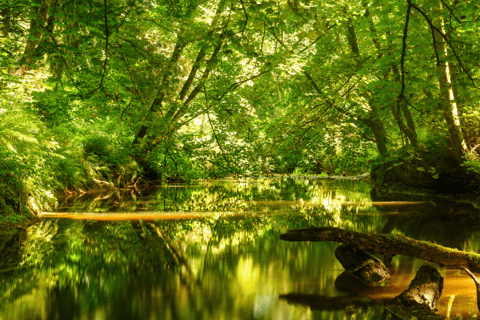 Wexford: Explore an Ancient Woodland with an Irish Witch