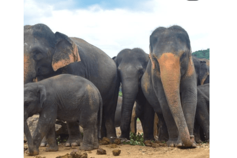 Kandy, Kandy: Pinnawala barnhem, Sigiriya, Dambulla, 2 dagars rundtur