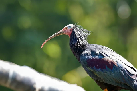 Souss Massa National Park Tour with Museum Visit & Lunch