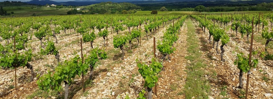 Visite et dégustation - L'essentiel