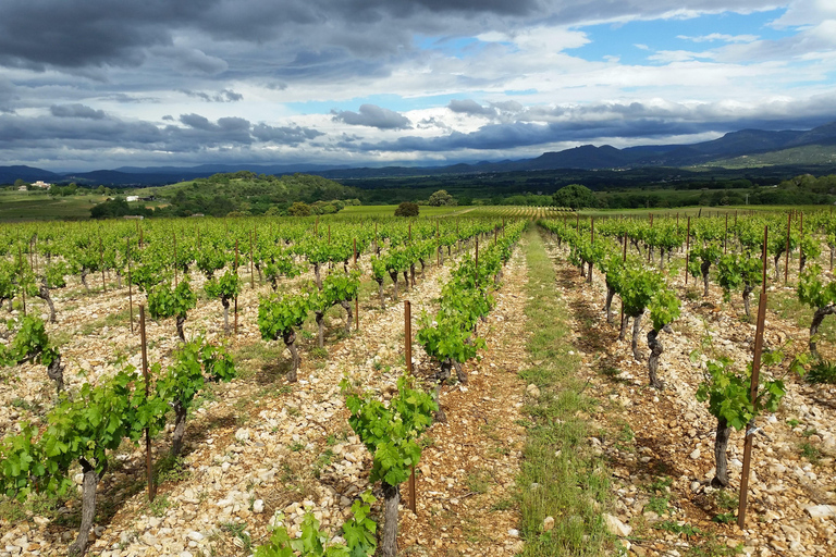 Tour de degustação : Os segredos do vinhedo Chateau CapionTour de degustação : Os segredos do vinhedo Château Capion