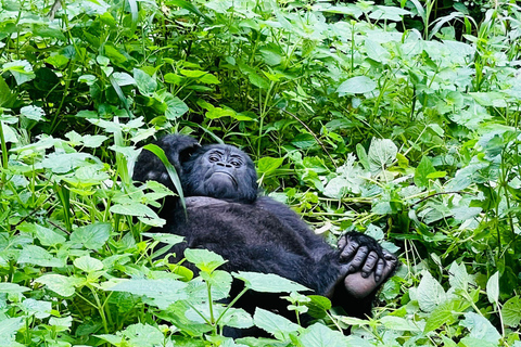 2-tägiges Gorilla Trekking in Bwindi ab Kigali