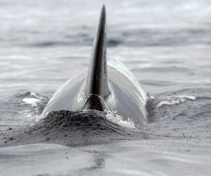 De Burfjorden: cruzeiro com baleias e aves marinhas