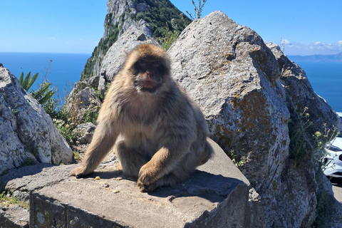 Gibraltar Sightseeing : Premium Tour with a Local Guide