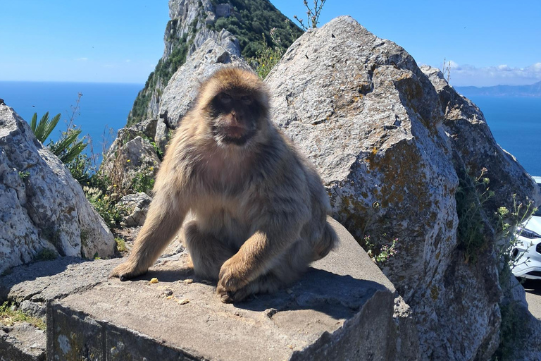 Gibraltar Sightseeing : Premium Tour with a Local Guide