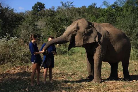 Chiang Mai: Doi Inthanon Hiking & Half Day Elephant Care