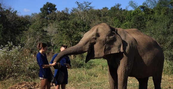 Chiang Mai: Doi Inthanon Hiking & Elephant Sanctuary Program