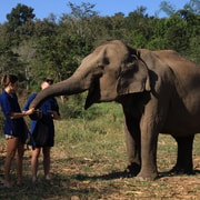 Chiang Mai: Doi Inthanon Hiking & Elephant Sanctuary Program