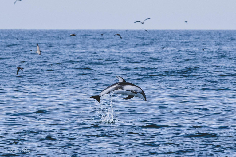 San Diego Bay: Year-round Whale Watching and Dolphin Tour
