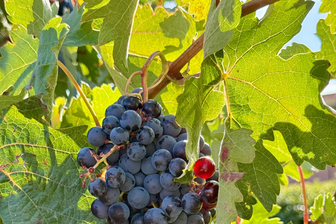 From Madrid to Castilla & León: Hidden Vineyards and Towns