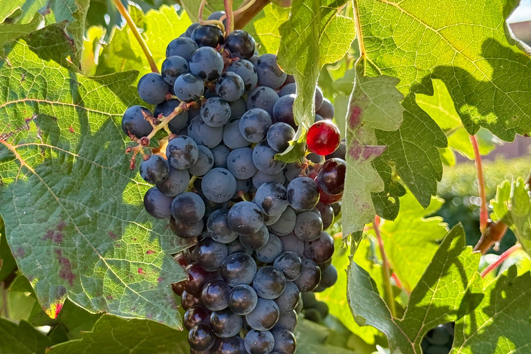 From Madrid to Castilla & León: Hidden Vineyards and Towns